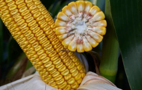 Насіння кукурудзи ЗАНЕТІККС RAGT у продажу