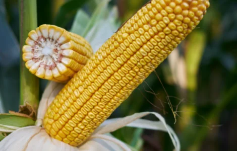 Насіння кукурудзи НОЕМІККС RAGT у продажу