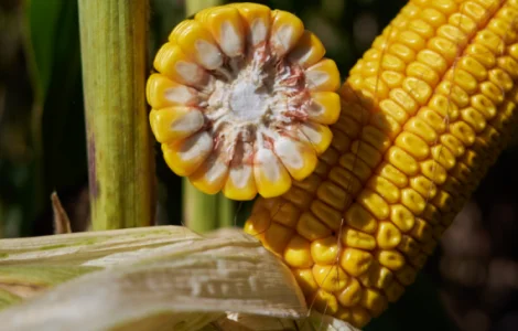 Насіння кукурудзи ФЕРОККСІ RAGT у продажу