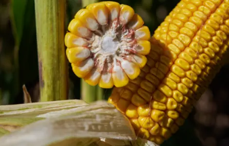 Насіння кукурудзи ФЕРОККСІ RAGT в продаже