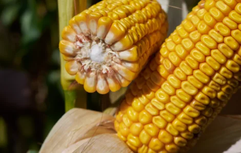 Насіння кукурудзи МАККСАТАК RAGT у продажу