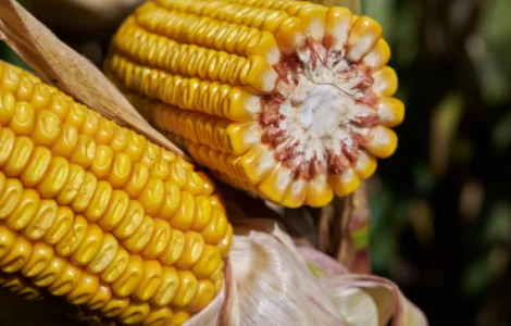 Насіння кукурудзи МАККСАЛІЯ RAGT – продаж