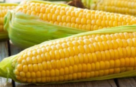 Куплю кукурузу в любом объеме
