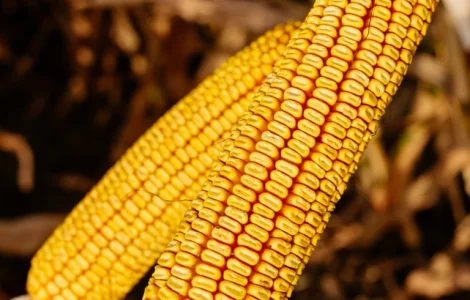 Насіння кукурудзи КВС 2370