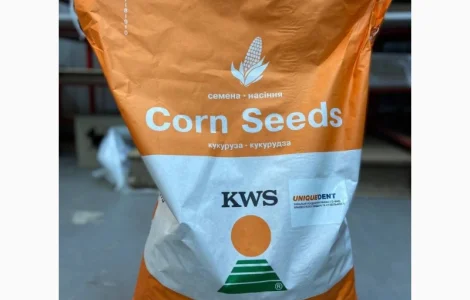 Насіння кукурудзи КВС Карпатіс – високий потенціал урожайності