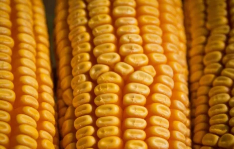 Продается бразильская кукуруза оптом от поставщика 25000 тонн