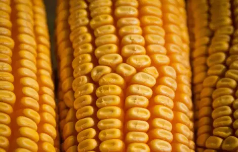 Продается бразильская кукуруза оптом от поставщика 25000 тонн