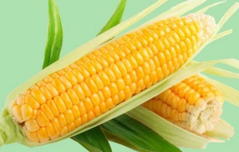 Продажа фуражной кукурузы от поставщика – объем 10000 тонн
