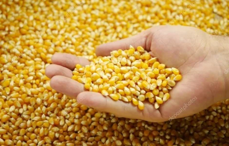 Продаю Кукурудзу