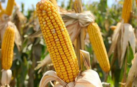 Семена кукурузы Подільський 274СВ