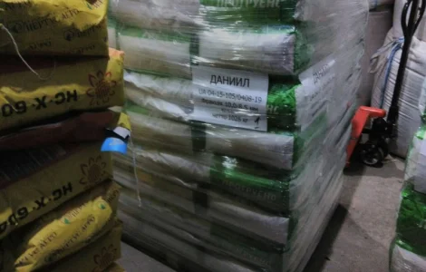 Семена кукурузы РАМ 8143 ФАО 260