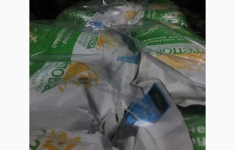 Семена кукурузы РАМ 8149 ФАО 280