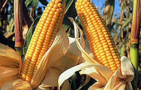 Лидер продаж дб хотин