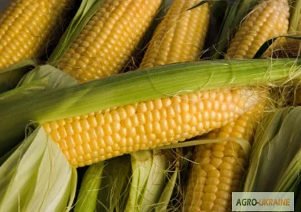 Продам семена кукурузы Любава 279МВ