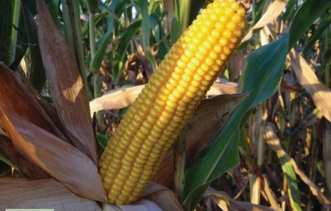 Продам семена кукурузы (гибриды)