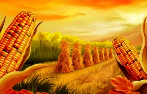 Закупівля некласної кукурудзи