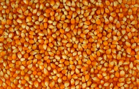 Кукуруза с повышенной зерновой