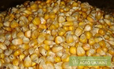 Куплю кукурузу