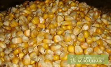 Куплю кукурузу оптом