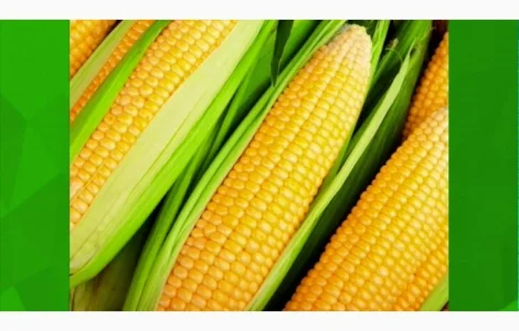 Семена кукурудзи від вітчизняних виробників