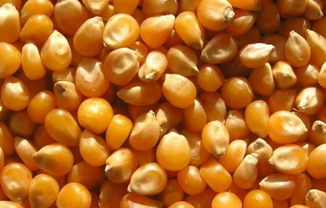 Закупаем кукурузу