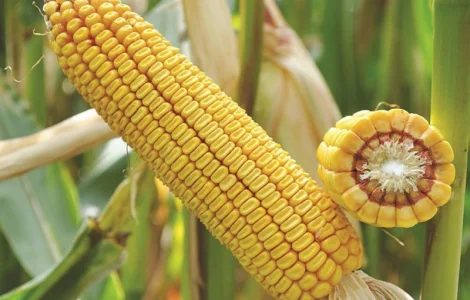 Семена кукурузы ДБ Хотин