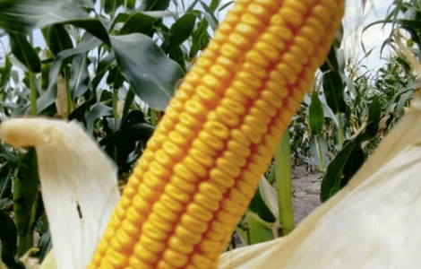 Насіння Кукурудзи Амарок 290 ФАО-320