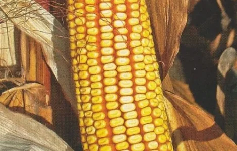 Насіння Кукурудзи ВН 63 ФАО 280