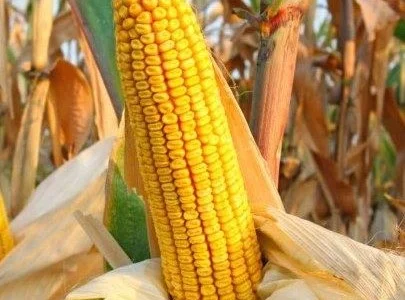 Насіння Кукурудзи Рава ФАО-500