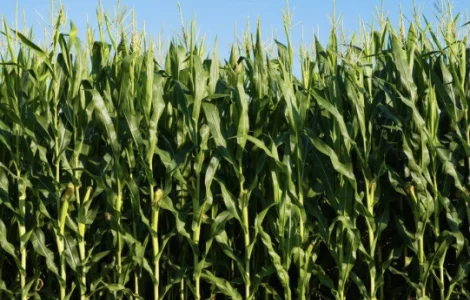 Насіння кукурудзи ДН Пивіха ФАО-180 – высокая урожайность