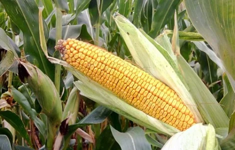 Насіння Кукурудзи ТОР ФАО 280