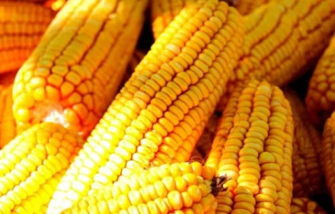 Насіння Кукурудзи ВН 6763 ФАО-320