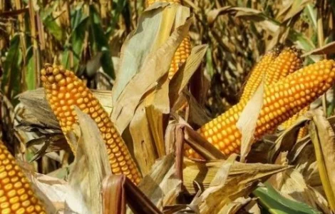 Насіння Кукурудзи ДН Галатея ФАО-260