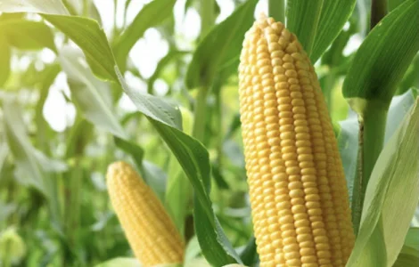 Насіння Кукурудзи Тіадор ФАО-360