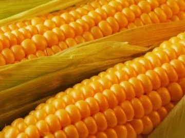 Насіння Кукурудзи Маніфік ФАО-300