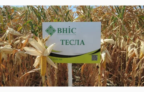 Семена кукурузы Тесла (ФАО 350) от производителя