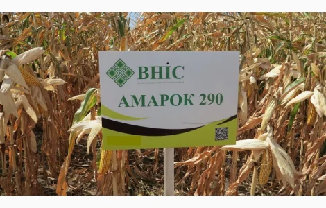 Семена кукурузы Амарок 290 (ФАО 320) напрямую от ВНИС