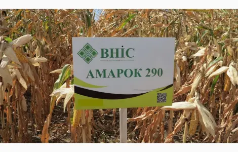 Семена кукурузы Амарок 290 (ФАО 320) от ВНИС в Киеве