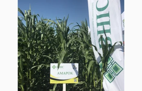 Семена кукурузы ВНИС от производителя