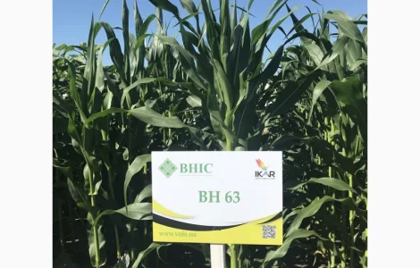 Семена кукурузы ВН 63 (ФАО 280) напрямую от производителя