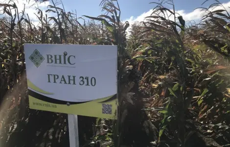 Семена кукурудзи Гран 310 (ФАО 250) напряму від ВНІС