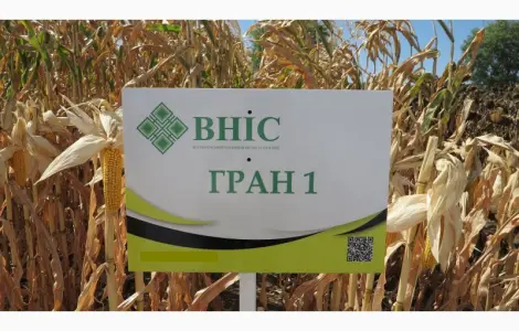 Семена кукурузи Гран 1 (ФАО 370) від ВНІС з безкоштовною доставкою