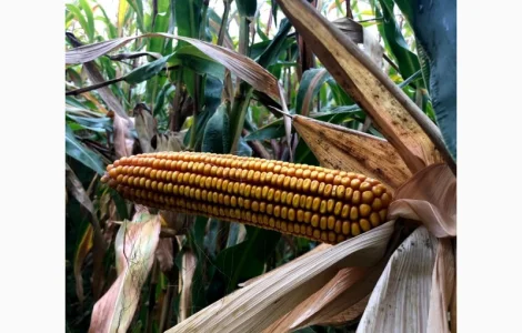 Насіння кукурудзи Матео ФАО 320