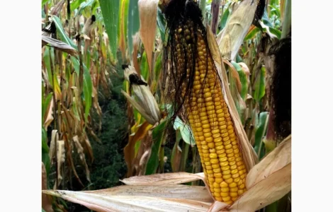 Насіння кукурудзи Даніель ФАО 280