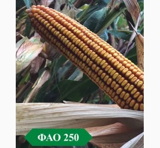 Кукурудза Ларсон ФАО 250