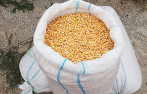 Продам сахарную кукурузу