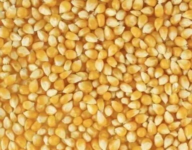 Куплю сахарную кукурузу Кировоград