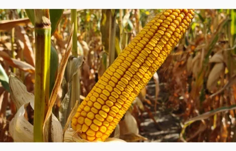 Закупаем кукурудзу и отходи на самовивоз