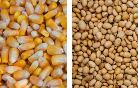 Закуповуємо кукурудзу не ГОСТ