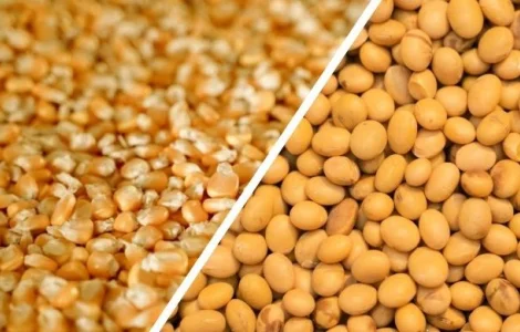 Купуємо кукурудзу (некондиційну